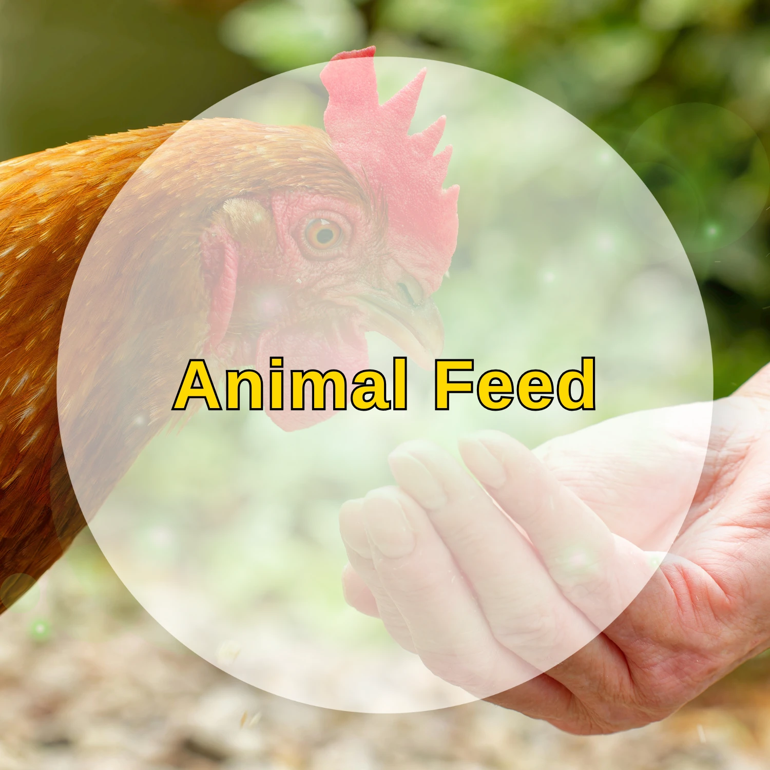 01 animal feed kimminh agrowaste