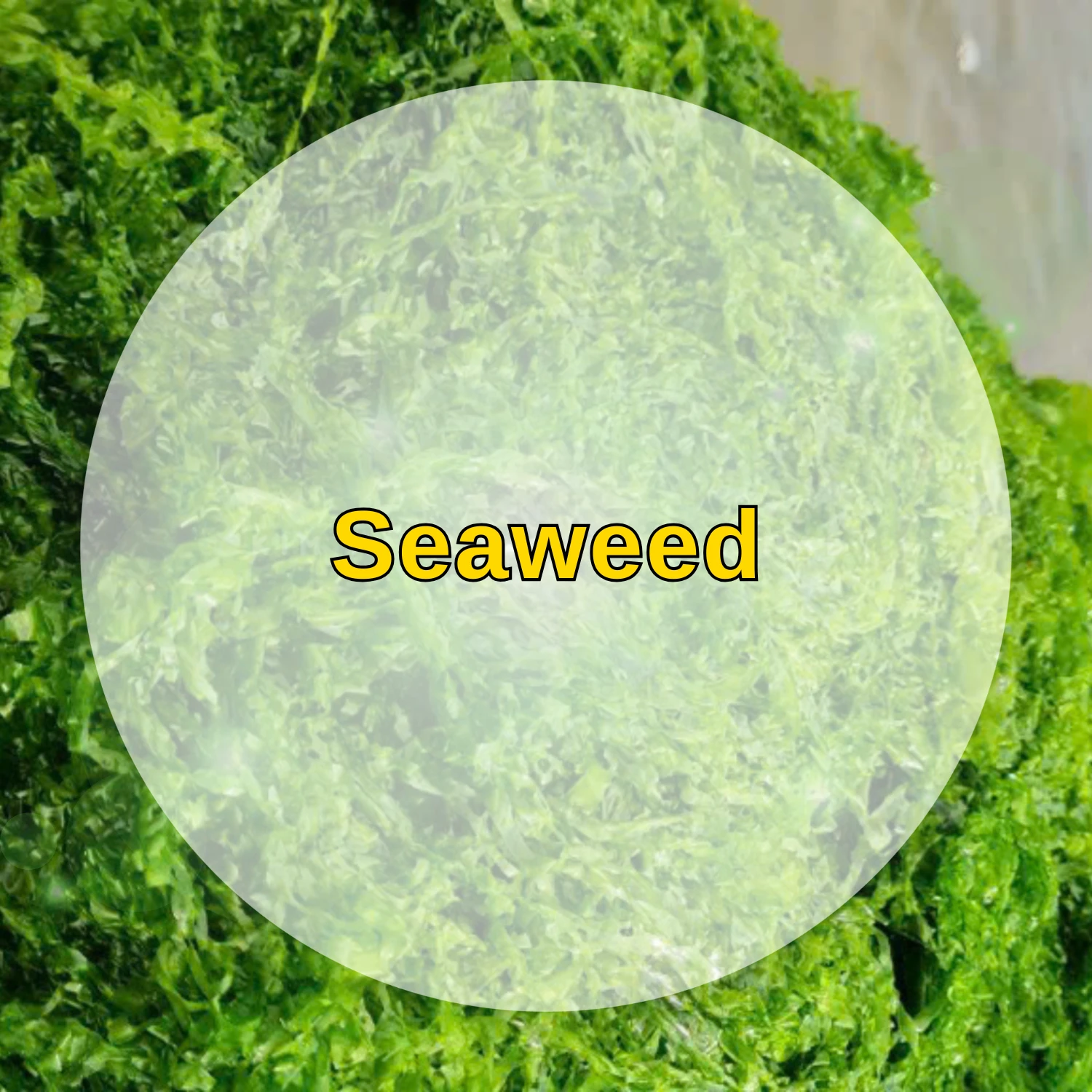 01 seaweed agrowaste