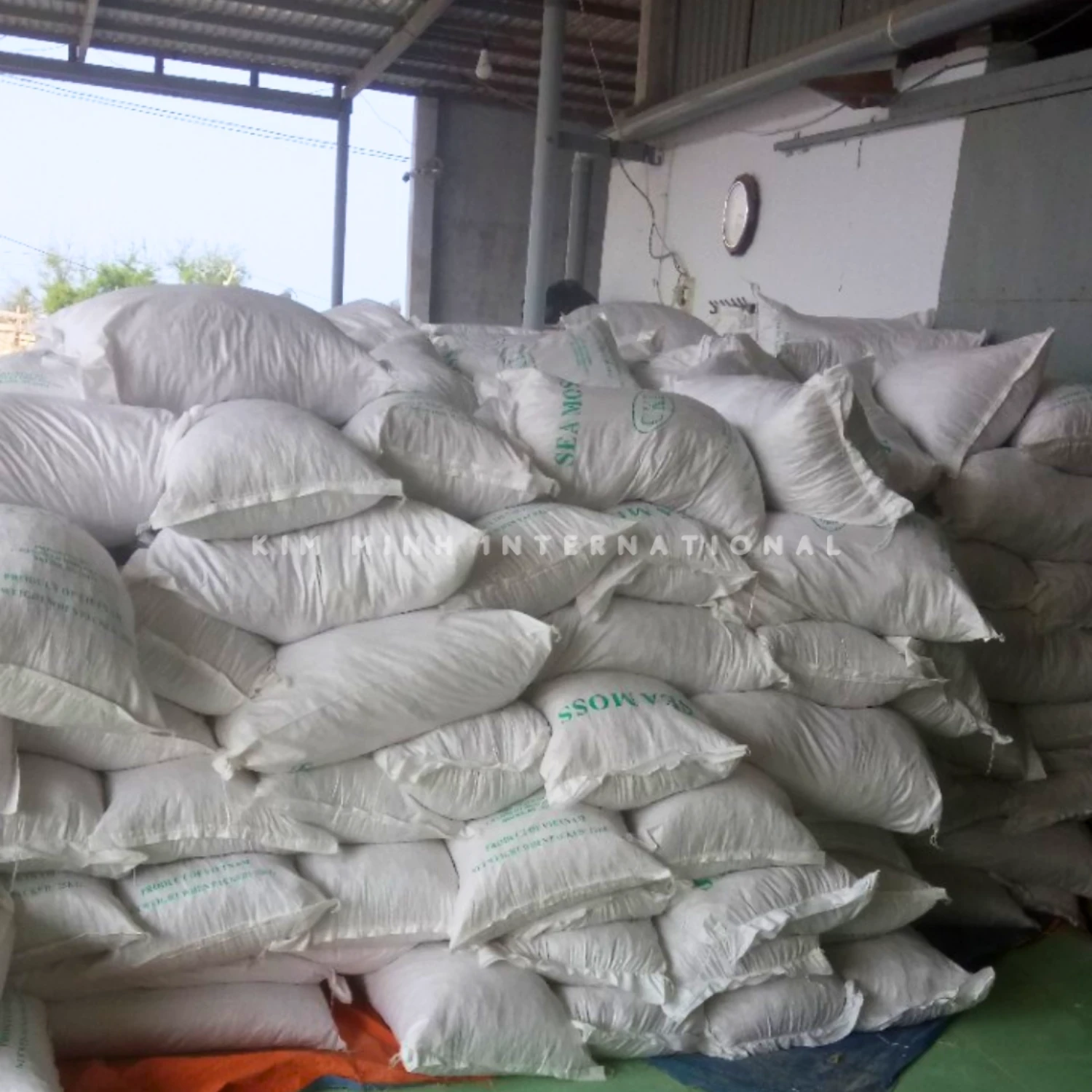 1 eucheuma cottonii kim minh agrowaste 03