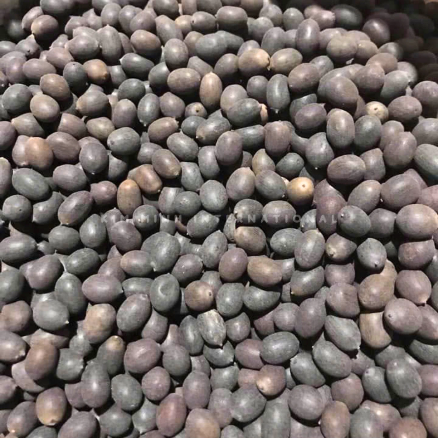 10 dried black lotus seed kim minh agrowaste 01