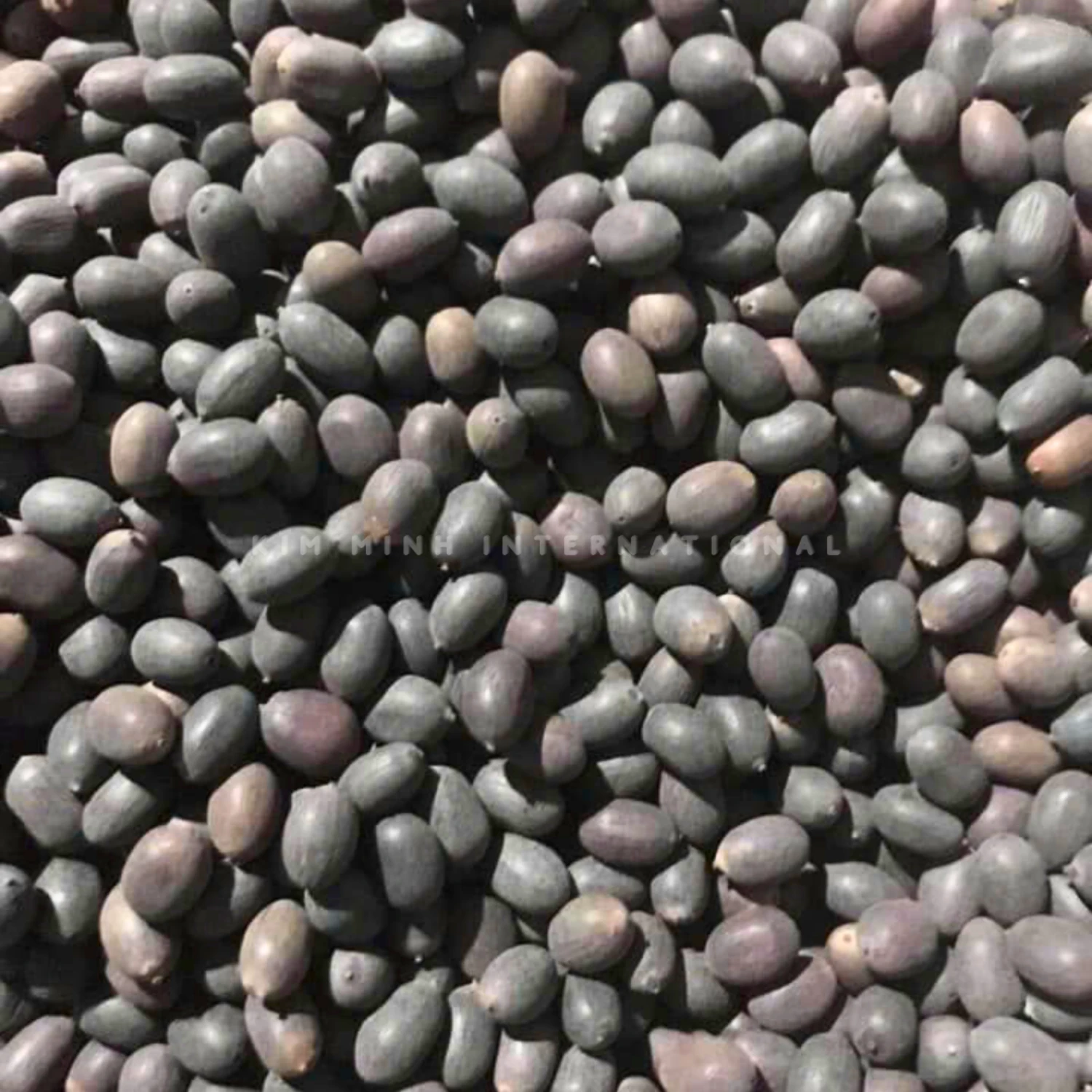 10 dried black lotus seed kim minh agrowaste 02