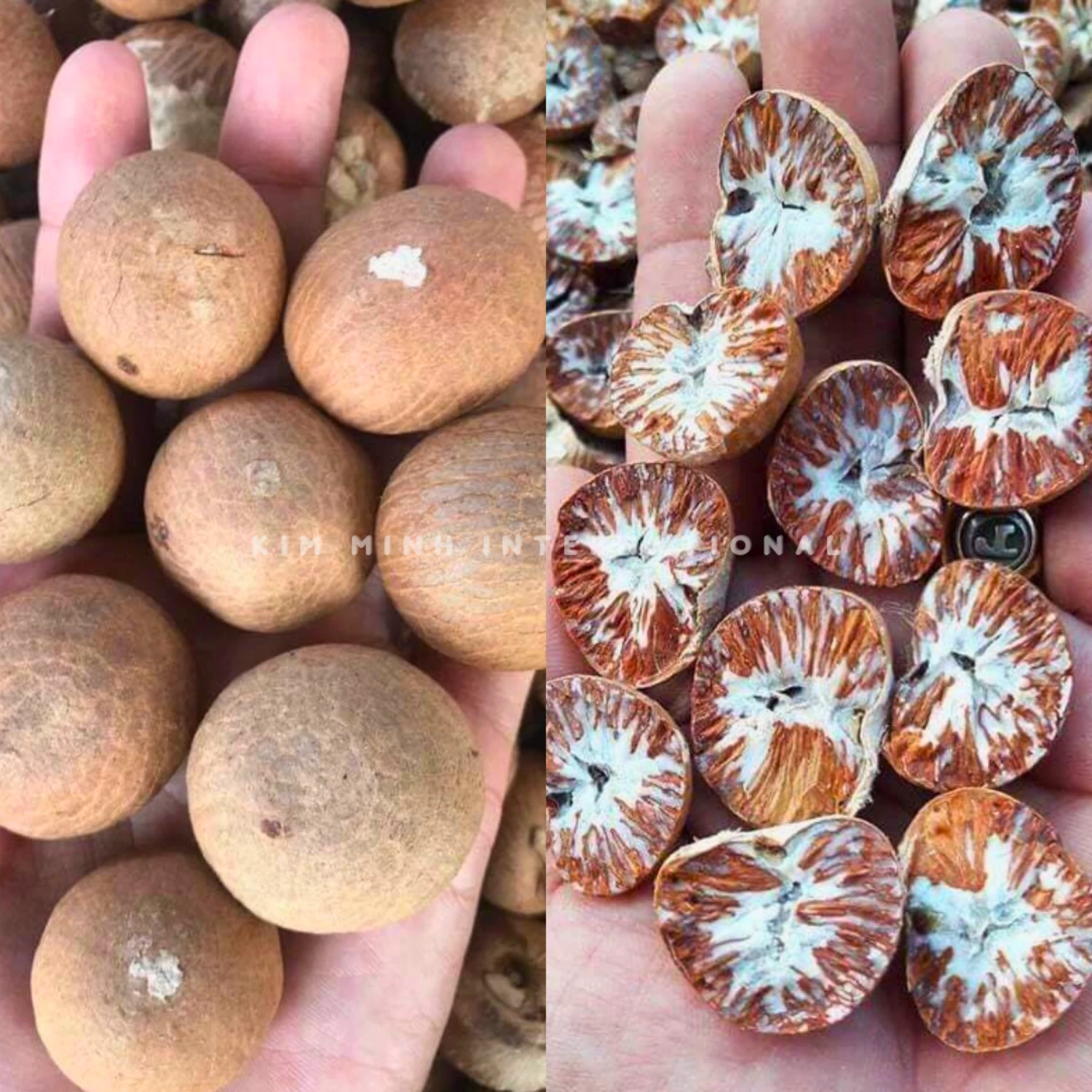 11 areca nut betel nut kim minh agrowaste 02