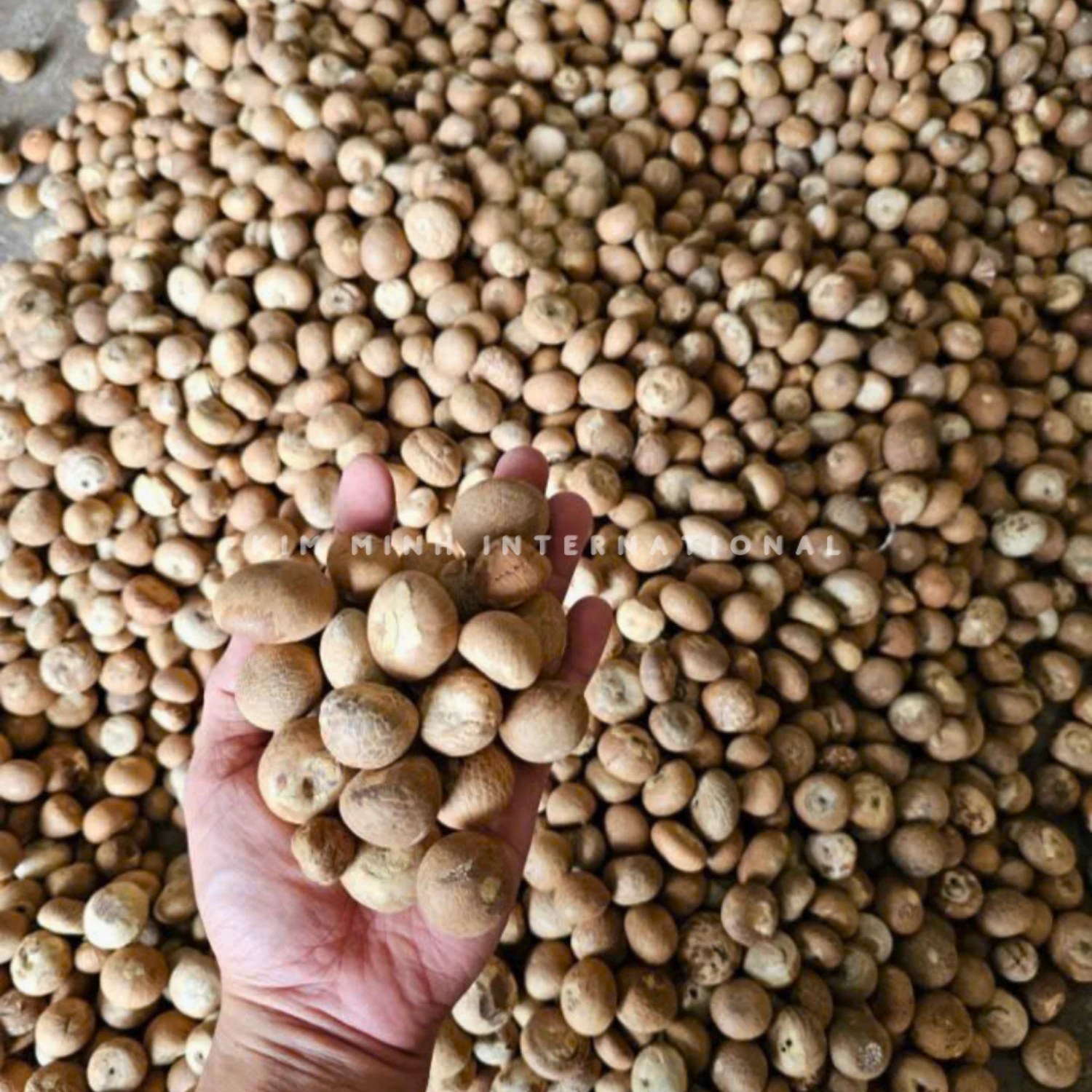 11 areca nut betel nut kim minh agrowaste 04