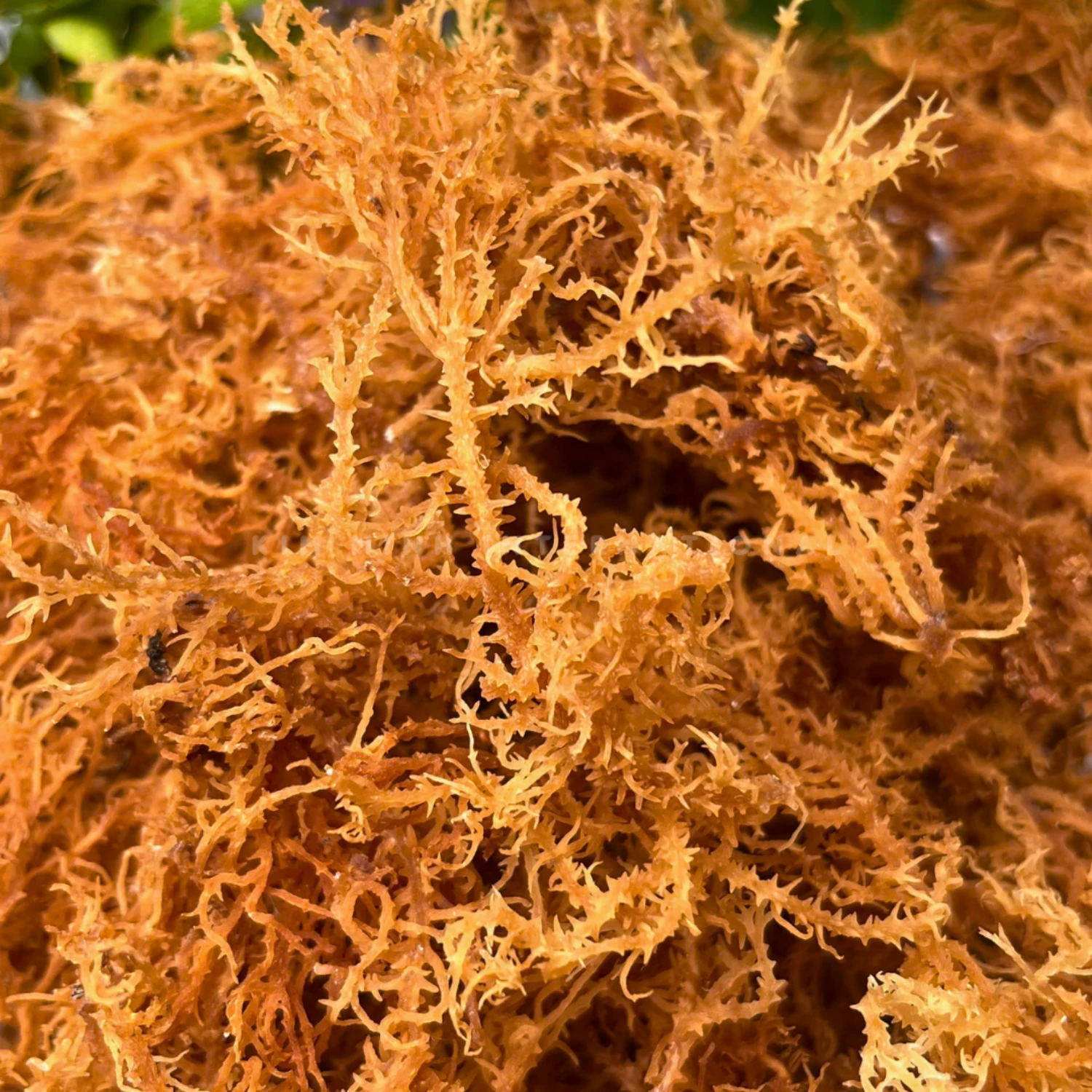 2 eucheuma spinosum kim minh agrowaste 01