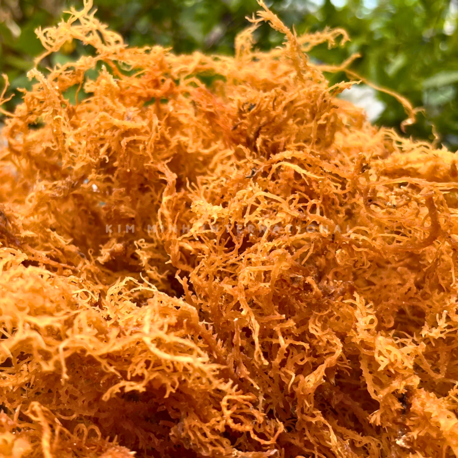 2 eucheuma spinosum kim minh agrowaste 02