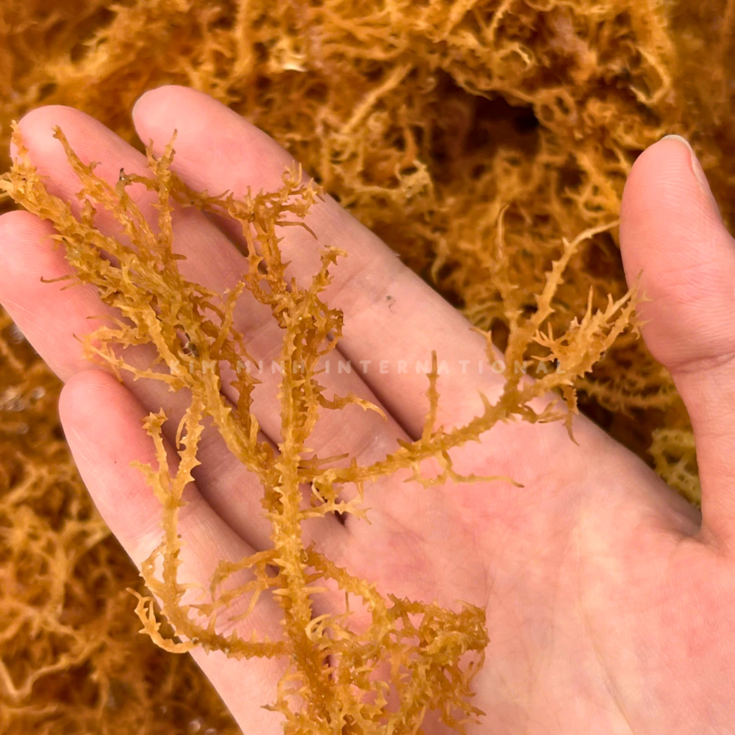 2 eucheuma spinosum kim minh agrowaste 03