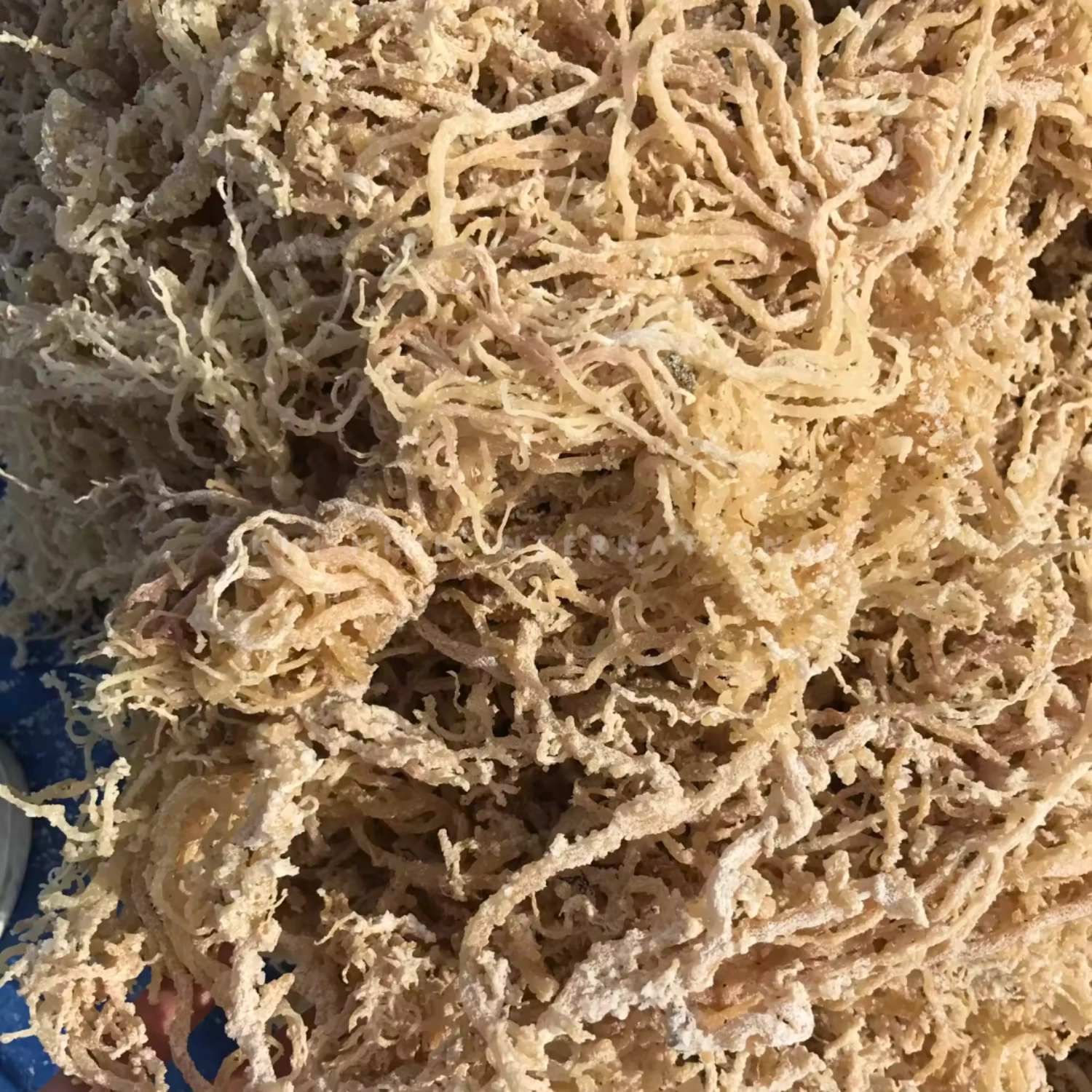 4 white spinosum kim minh agrowaste 01