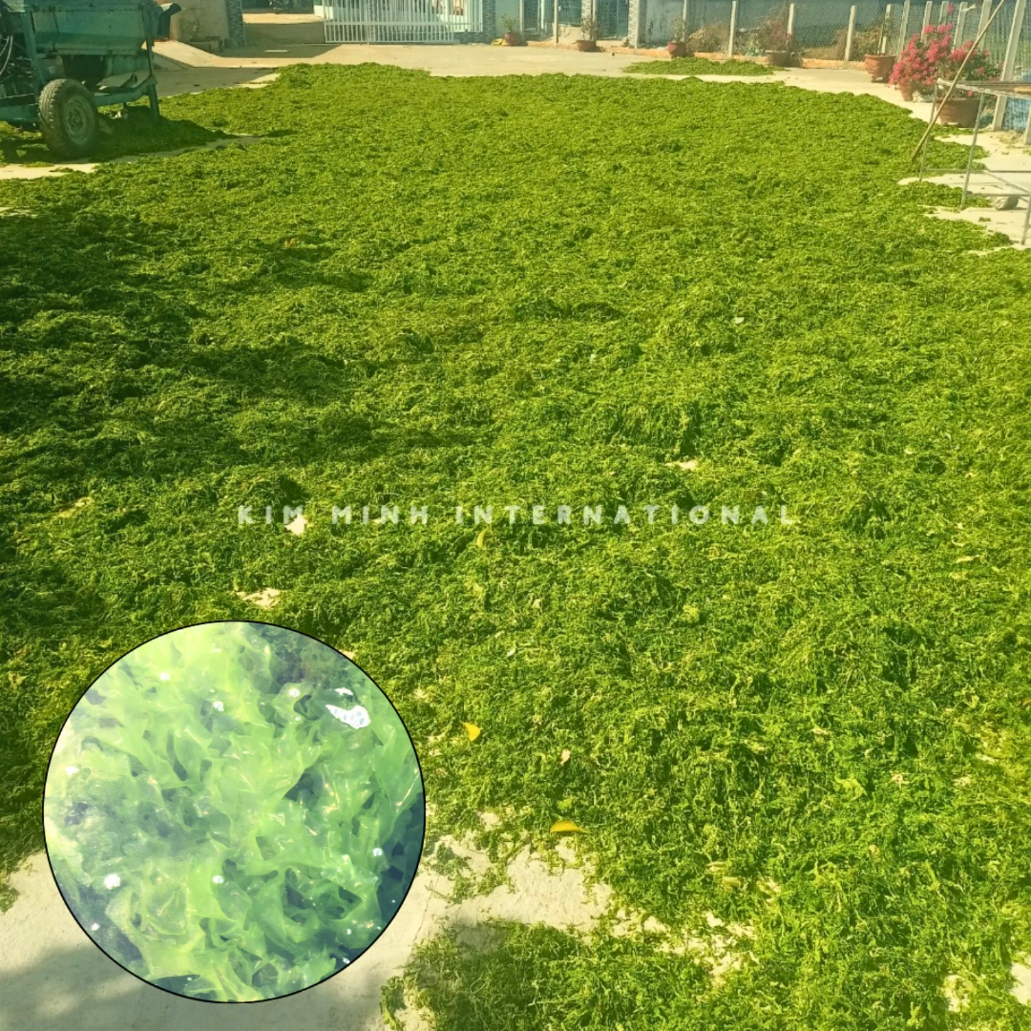 5 ulva lactuca kim minh agrowaste 01