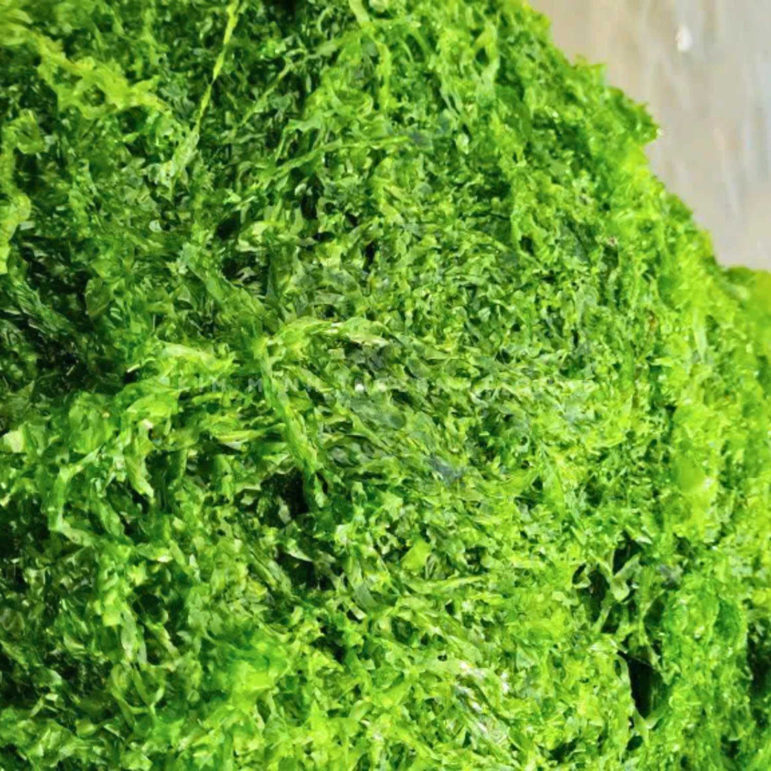 5 ulva lactuca sea lettuce kim minh agrowaste 01