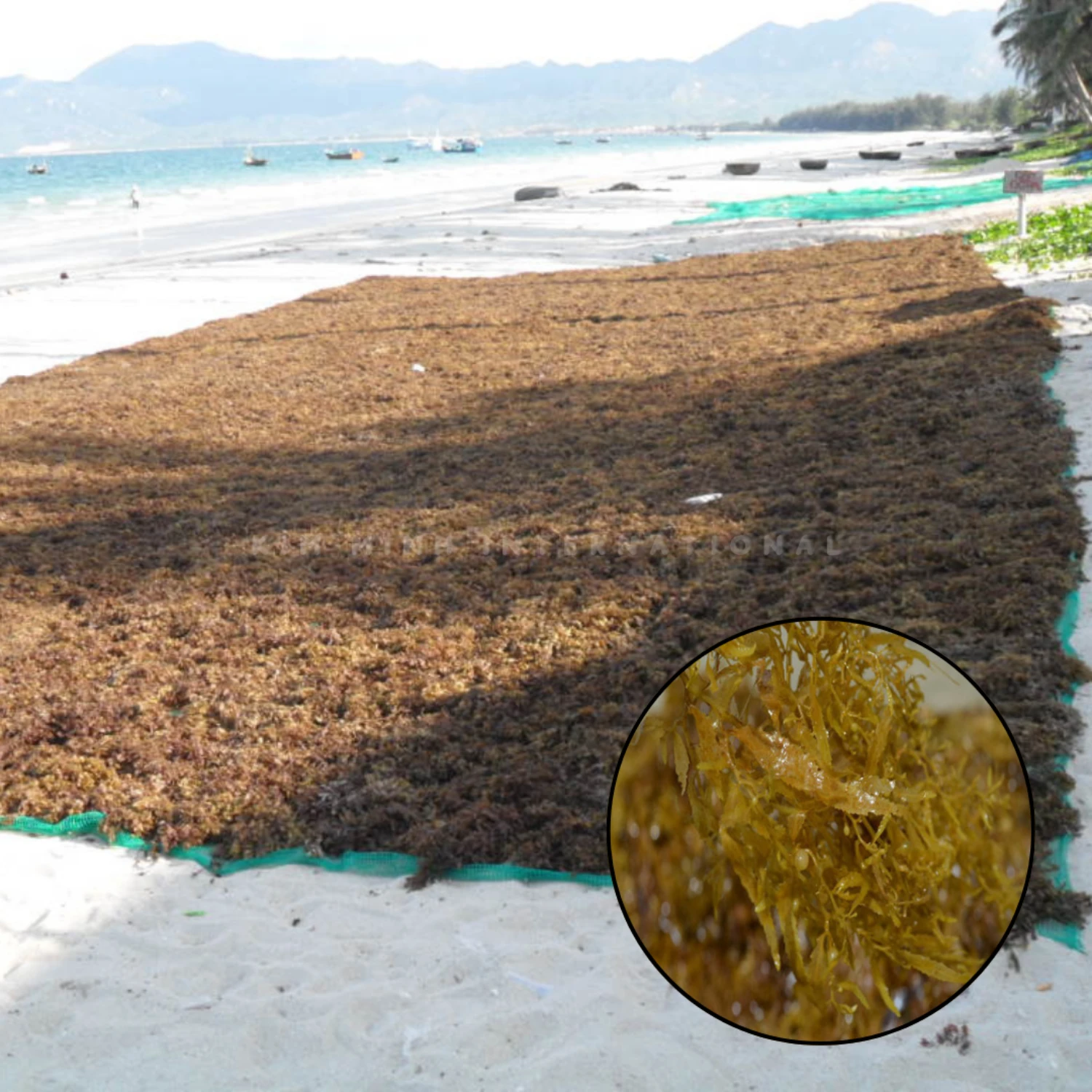 Km 12 sargassum seaweed kim minh agrowaste 01