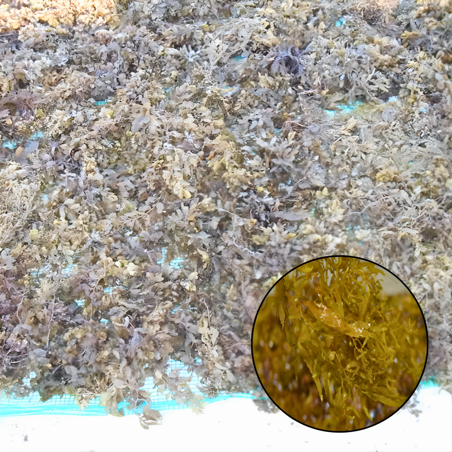 Km 12 sargassum seaweed kim minh agrowaste 02